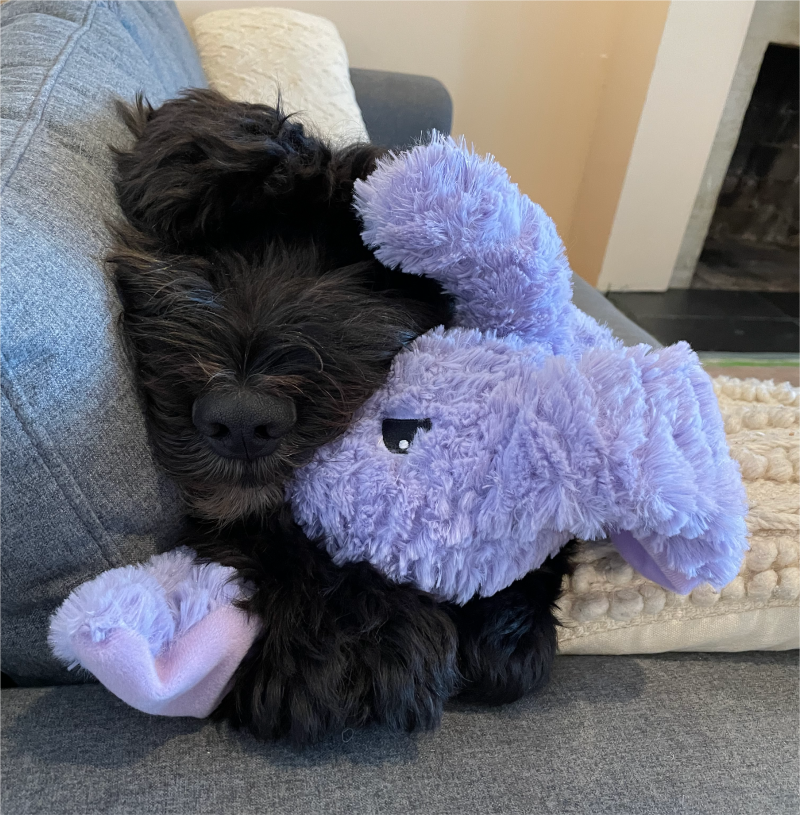 Cosmos with his rabbit