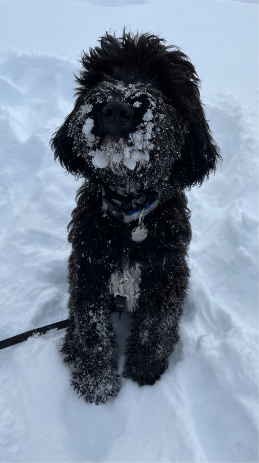 Cosmos in the snow